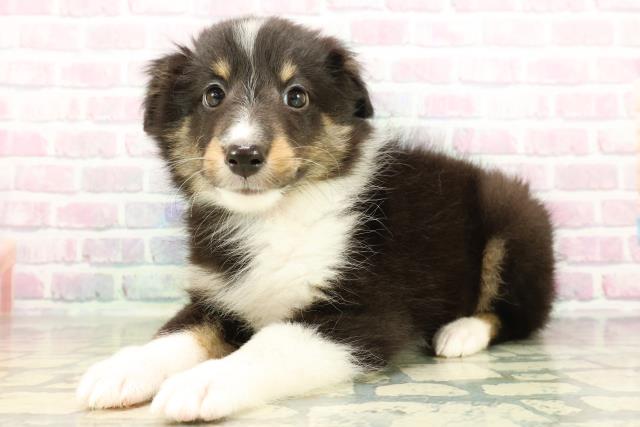 沖縄県のシェットランドシープドッグ (Coo&RIKUイオン北谷店/2026年3月1日生まれ/女の子/ブラックホワイトタン)の子犬の2枚目の画像