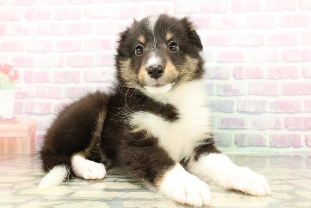 沖縄県のシェットランドシープドッグ (Coo&RIKUイオン北谷店/2026年3月1日生まれ/女の子/ブラックホワイトタン)の子犬の3枚目の画像