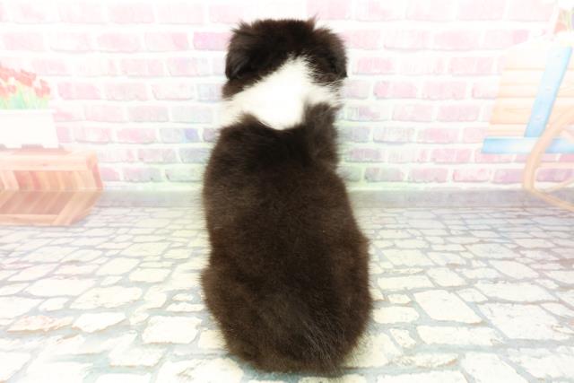 沖縄県のシェットランドシープドッグ (Coo&RIKUイオン北谷店/2026年3月1日生まれ/女の子/ブラックホワイトタン)の子犬の4枚目の画像