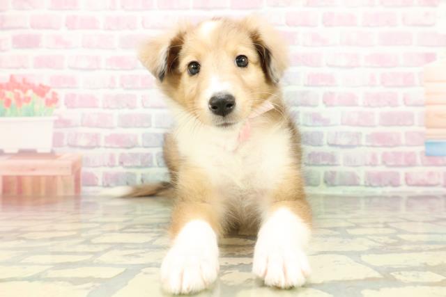 東京都のシェットランドシープドッグ (Coo&RIKU足立本店/2026年3月1日生まれ/女の子/セーブルマール)の子犬の1枚目の画像