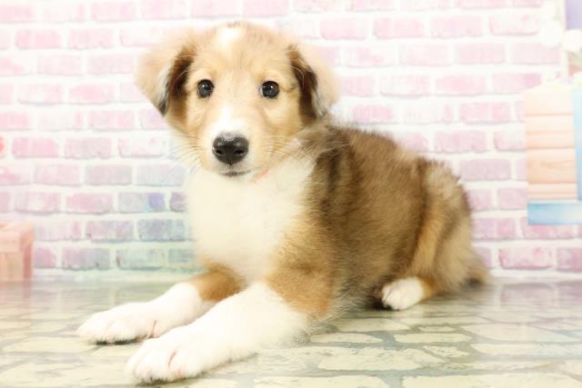 東京都のシェットランドシープドッグ (Coo&RIKU足立本店/2026年3月1日生まれ/女の子/セーブルマール)の子犬の2枚目の画像