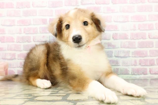 東京都のシェットランドシープドッグ (Coo&RIKU足立本店/2026年3月1日生まれ/女の子/セーブルマール)の子犬の3枚目の画像