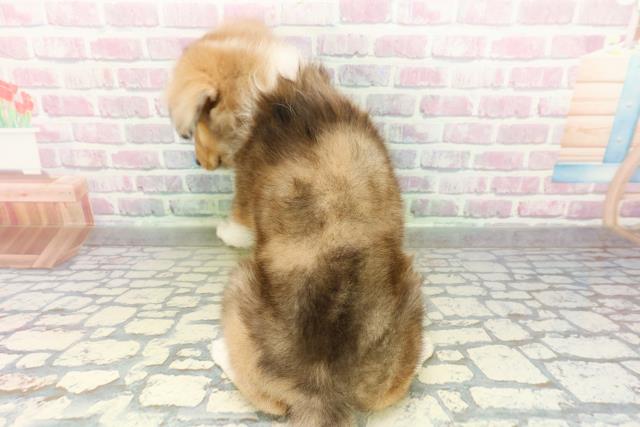 東京都のシェットランドシープドッグ (Coo&RIKU足立本店/2026年3月1日生まれ/女の子/セーブルマール)の子犬の4枚目の画像