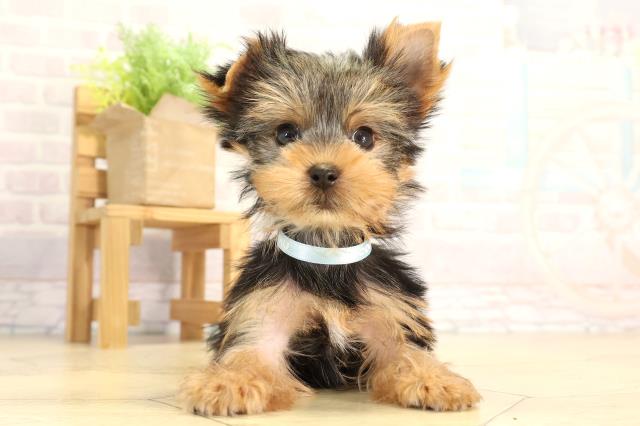 愛知県のヨークシャーテリア (Coo&RIKU半田店/2026年2月28日生まれ/男の子/スチールブルータン)の子犬の1枚目の画像