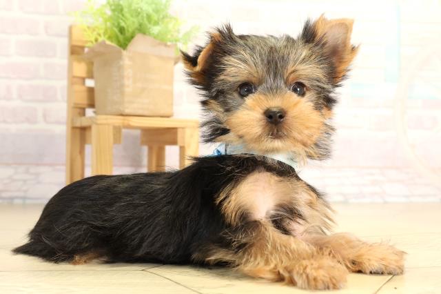 愛知県のヨークシャーテリア (Coo&RIKU半田店/2026年2月28日生まれ/男の子/スチールブルータン)の子犬の2枚目の画像