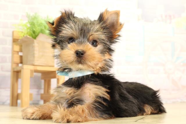 愛知県のヨークシャーテリア (Coo&RIKU半田店/2026年2月28日生まれ/男の子/スチールブルータン)の子犬の3枚目の画像