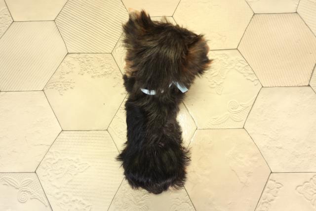 愛知県のヨークシャーテリア (Coo&RIKU半田店/2026年2月28日生まれ/男の子/スチールブルータン)の子犬の4枚目の画像