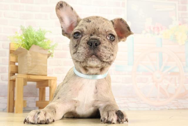 フレンチブルドッグ