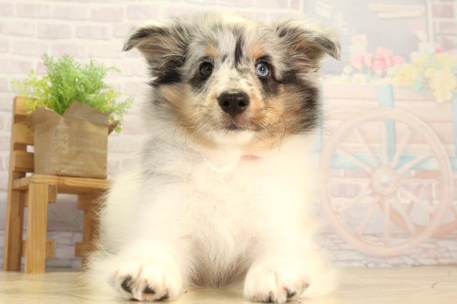 三重県のシェットランドシープドッグ (Coo&RIKU津高茶屋店/2026年2月23日生まれ/女の子/ブルーマール)の子犬