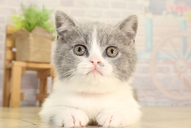 愛知県のブリティッシュショートヘアー (Coo&RIKU名古屋みなと店/2026年3月1日生まれ/女の子/ブルーホワイト)の子猫の1枚目の画像