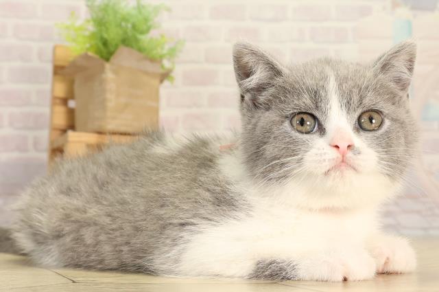 愛知県のブリティッシュショートヘアー (Coo&RIKU名古屋みなと店/2026年3月1日生まれ/女の子/ブルーホワイト)の子猫の2枚目の画像