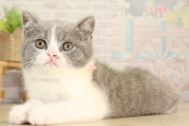 愛知県のブリティッシュショートヘアー (Coo&RIKU名古屋みなと店/2026年3月1日生まれ/女の子/ブルーホワイト)の子猫の3枚目の画像