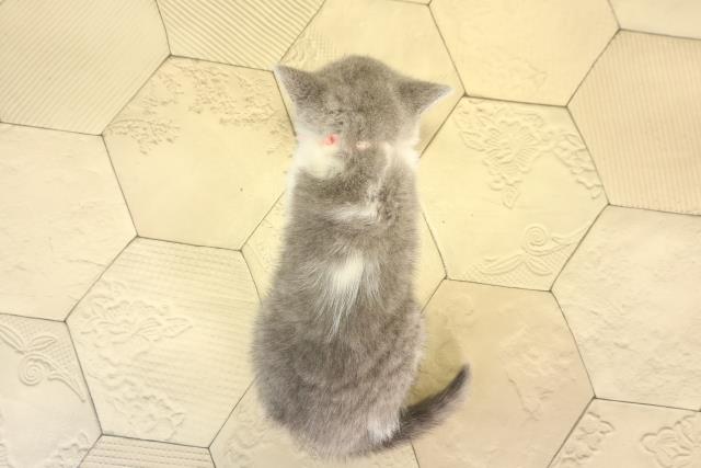 愛知県のブリティッシュショートヘアー (Coo&RIKU名古屋みなと店/2026年3月1日生まれ/女の子/ブルーホワイト)の子猫の4枚目の画像