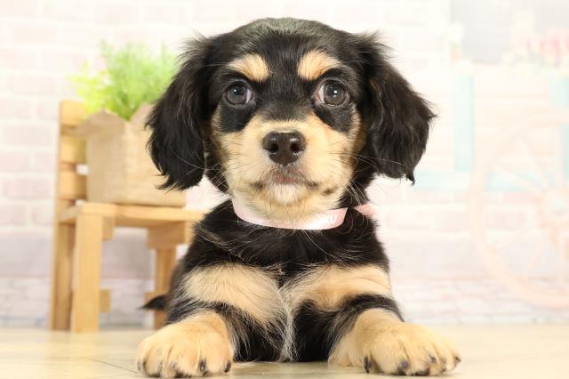 三重県のチワックス(チワワ×ダックス) (Coo&RIKU津高茶屋店/2026年2月24日生まれ/女の子/ブラックタン)の子犬