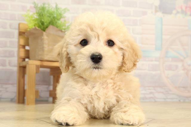 トイ・プードル