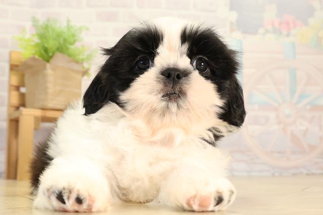 愛知県のシーズー (Coo&RIKU名古屋滝ノ水店/2026年3月1日生まれ/女の子/ブラックホワイト)の子犬