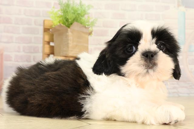 愛知県のシーズー (Coo&RIKU名古屋滝ノ水店/2026年3月1日生まれ/女の子/ブラックホワイト)の子犬の2枚目の画像