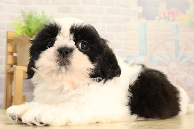愛知県のシーズー (Coo&RIKU名古屋滝ノ水店/2026年3月1日生まれ/女の子/ブラックホワイト)の子犬の3枚目の画像