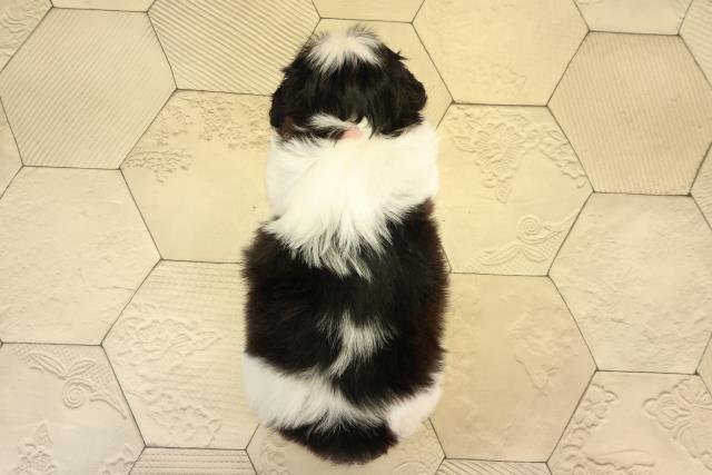 愛知県のシーズー (Coo&RIKU名古屋滝ノ水店/2026年3月1日生まれ/女の子/ブラックホワイト)の子犬の4枚目の画像