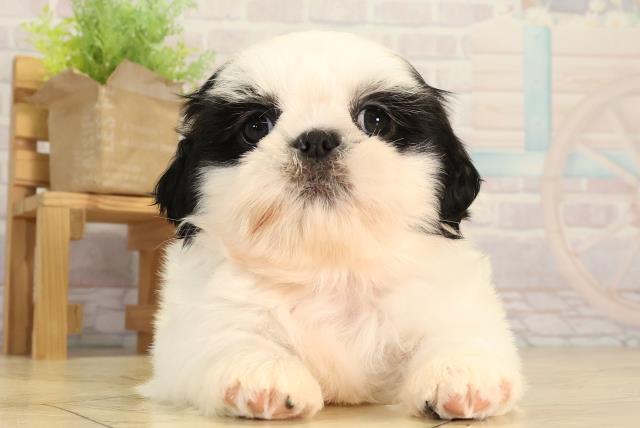 三重県のシーズー (Coo&RIKU津高茶屋店/2026年3月1日生まれ/女の子/ブラックホワイト)の子犬の1枚目の画像