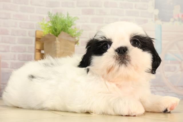 三重県のシーズー (Coo&RIKU津高茶屋店/2026年3月1日生まれ/女の子/ブラックホワイト)の子犬の2枚目の画像