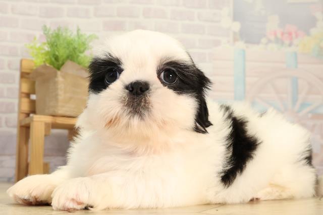 三重県のシーズー (Coo&RIKU津高茶屋店/2026年3月1日生まれ/女の子/ブラックホワイト)の子犬の3枚目の画像