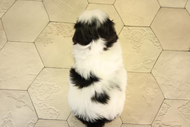 三重県のシーズー (Coo&RIKU津高茶屋店/2026年3月1日生まれ/女の子/ブラックホワイト)の子犬の4枚目の画像