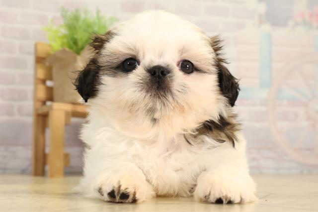 岐阜県のシーズー (Coo&RIKU各務原店/2026年3月1日生まれ/男の子/ホワイトゴールド)の子犬の1枚目の画像