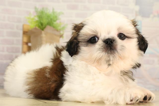 岐阜県のシーズー (Coo&RIKU各務原店/2026年3月1日生まれ/男の子/ホワイトゴールド)の子犬の2枚目の画像