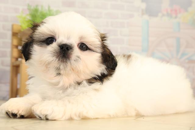 岐阜県のシーズー (Coo&RIKU各務原店/2026年3月1日生まれ/男の子/ホワイトゴールド)の子犬の3枚目の画像