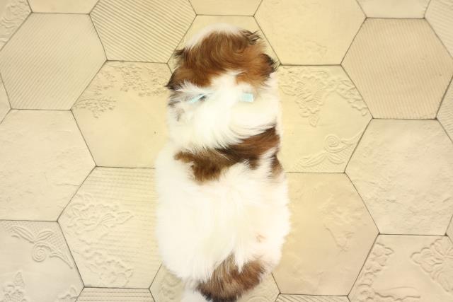 岐阜県のシーズー (Coo&RIKU各務原店/2026年3月1日生まれ/男の子/ホワイトゴールド)の子犬の4枚目の画像