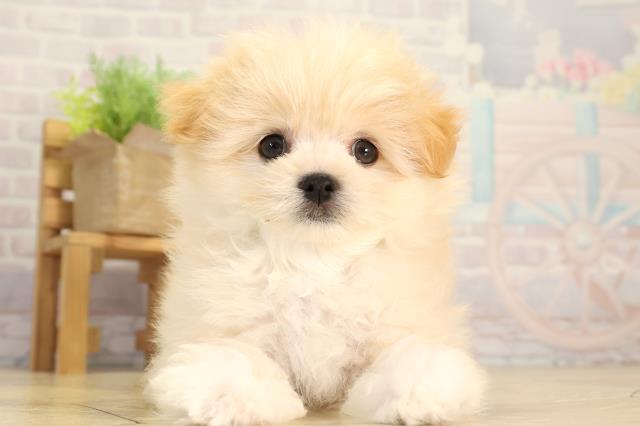 岐阜県のポメマル/マルポメ(ポメラニアン×マルチーズ) (Coo&RIKU岐阜店/2026年3月1日生まれ/男の子/クリーム)の子犬の1枚目の画像