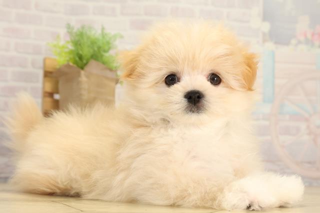 岐阜県のポメマル/マルポメ(ポメラニアン×マルチーズ) (Coo&RIKU岐阜店/2026年3月1日生まれ/男の子/クリーム)の子犬の2枚目の画像