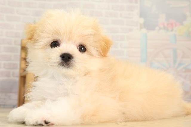 岐阜県のポメマル/マルポメ(ポメラニアン×マルチーズ) (Coo&RIKU岐阜店/2026年3月1日生まれ/男の子/クリーム)の子犬の3枚目の画像