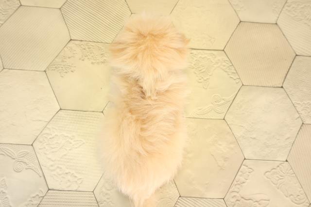 岐阜県のポメマル/マルポメ(ポメラニアン×マルチーズ) (Coo&RIKU岐阜店/2026年3月1日生まれ/男の子/クリーム)の子犬の4枚目の画像