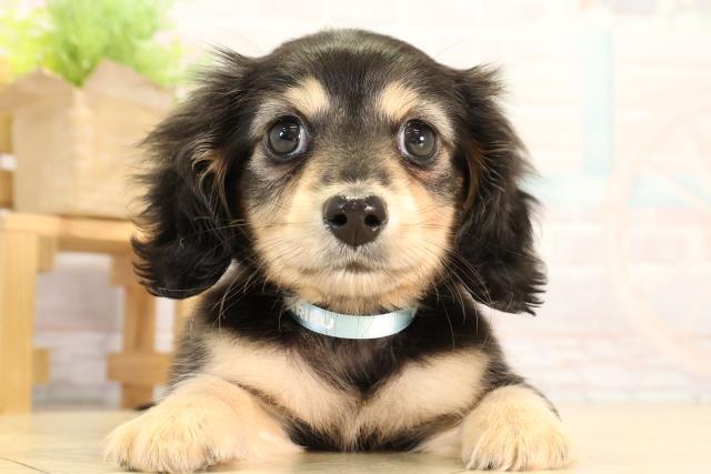 静岡県のミニチュアダックスフンド(ロング) (Coo&RIKU沼津店/2026年2月25日生まれ/男の子/ブラックイエロー)の子犬