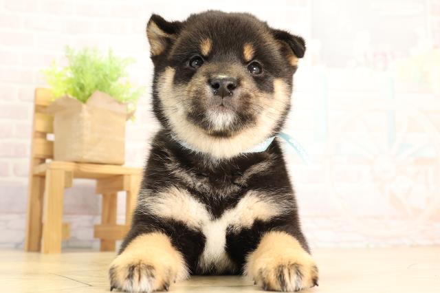 愛知県の豆柴 (Coo&RIKU東海店/2026年2月27日生まれ/男の子/黒)の子犬