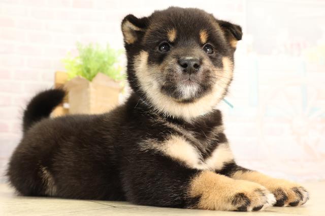 愛知県の豆柴 (Coo&RIKU東海店/2026年2月27日生まれ/男の子/黒)の子犬の2枚目の画像