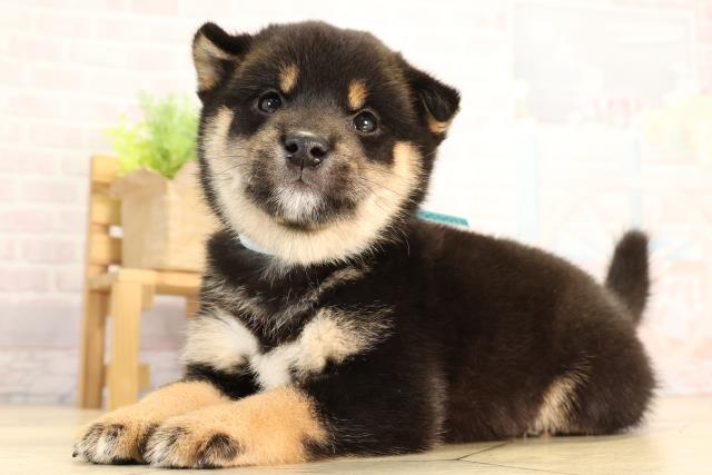 愛知県の豆柴 (Coo&RIKU東海店/2026年2月27日生まれ/男の子/黒)の子犬の3枚目の画像