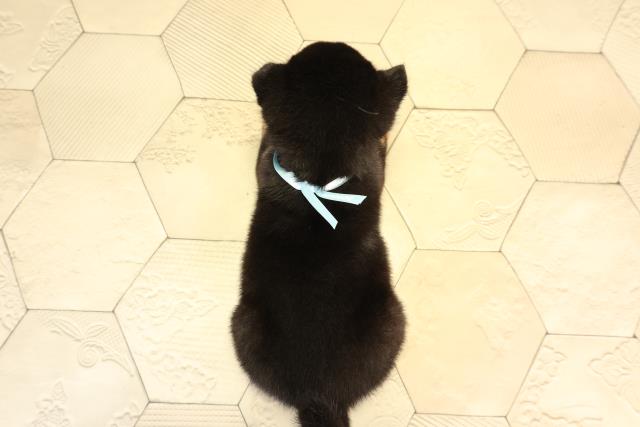 愛知県の豆柴 (Coo&RIKU東海店/2026年2月27日生まれ/男の子/黒)の子犬の4枚目の画像