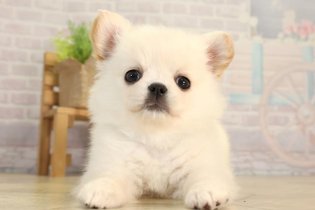 愛知県のチワワ(ロング) (Coo&RIKU岡崎店/2026年2月28日生まれ/男の子/クリーム)の子犬の1枚目の画像