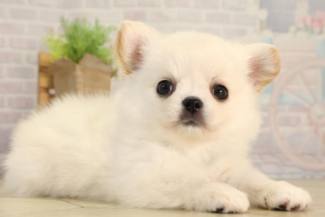 愛知県のチワワ(ロング) (Coo&RIKU岡崎店/2026年2月28日生まれ/男の子/クリーム)の子犬の2枚目の画像