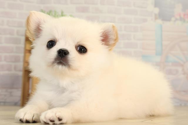 愛知県のチワワ(ロング) (Coo&RIKU岡崎店/2026年2月28日生まれ/男の子/クリーム)の子犬の3枚目の画像