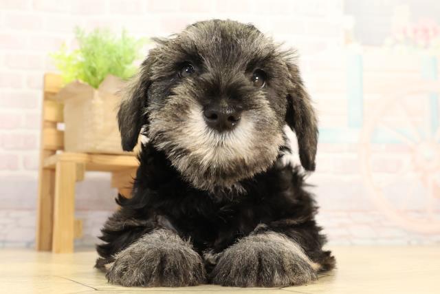 ミニチュア・シュナウザー