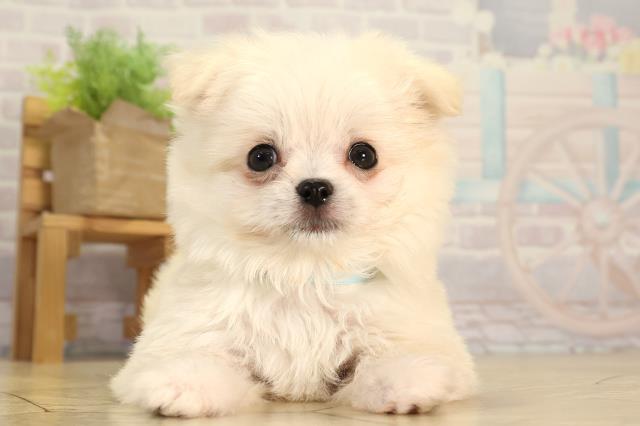 岐阜県のチワマル/マルチワ(チワワ×マルチーズ) (Coo&RIKU各務原店/2026年3月1日生まれ/男の子/ホワイト)の子犬の1枚目の画像