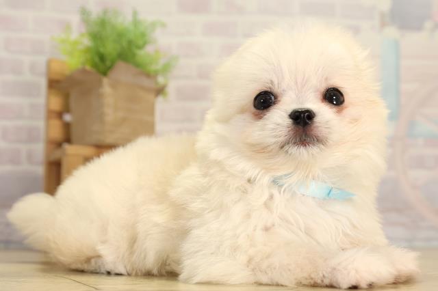 岐阜県のチワマル/マルチワ(チワワ×マルチーズ) (Coo&RIKU各務原店/2026年3月1日生まれ/男の子/ホワイト)の子犬の2枚目の画像