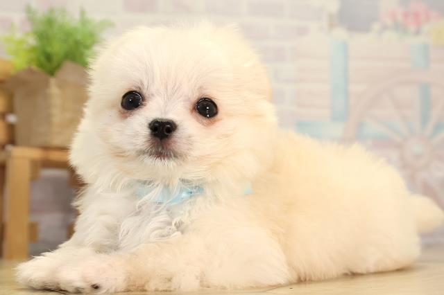 岐阜県のチワマル/マルチワ(チワワ×マルチーズ) (Coo&RIKU各務原店/2026年3月1日生まれ/男の子/ホワイト)の子犬の3枚目の画像