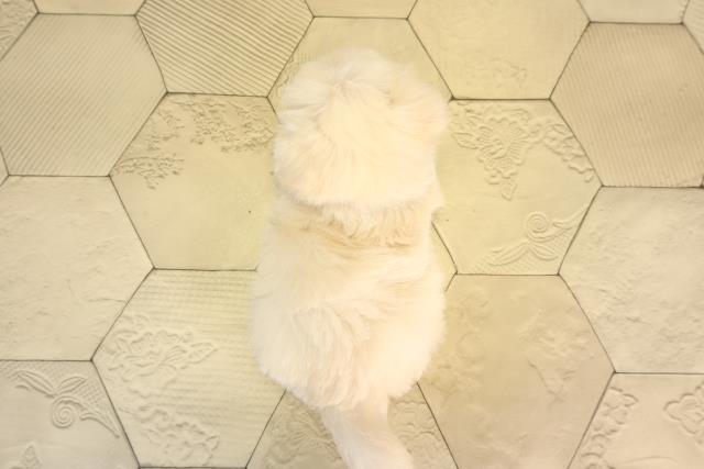 岐阜県のチワマル/マルチワ(チワワ×マルチーズ) (Coo&RIKU各務原店/2026年3月1日生まれ/男の子/ホワイト)の子犬の4枚目の画像