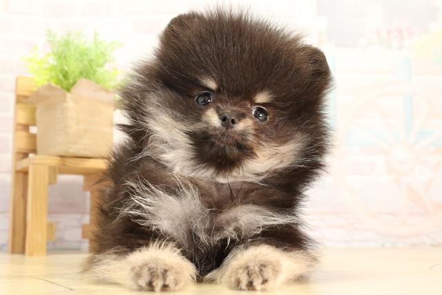 愛知県のポメラニアン (Coo&RIKU半田店/2026年2月19日生まれ/女の子/ブラックタン)の子犬の1枚目の画像