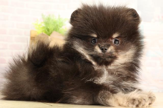 愛知県のポメラニアン (Coo&RIKU半田店/2026年2月19日生まれ/女の子/ブラックタン)の子犬の2枚目の画像